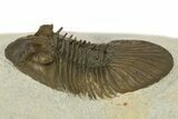 Scabriscutellum Trilobite With Axial Spines - Morocco #280933-1